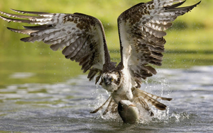 photo-of-a-eagle-catching-fish-out-of-the-water-hd-birds-wallpape