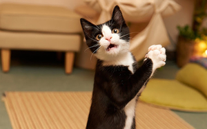 photo-of-a-funny-black-cat-claps-his-hands-hd-cat-wallpaper