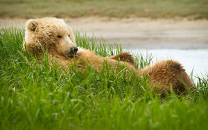 photo-of-a-grizzly-bear-resting-in-the-high-grass-hd-animals-wall