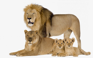photo-of-a-lion-family-with-father-mother-and-their-young-hd-lion