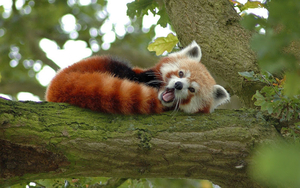 photo-of-a-little-red-panda-beer-in-a-tree-hd-panda-wallpappers
