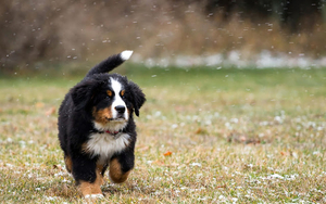 photo-of-a-young-bernese-mountain-dog-in-the-snow-at-winter-time-