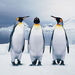 photo-of-three-beautiful-penguins-standing-on-the-ice-hd-penguins