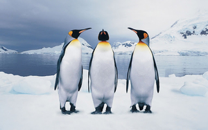 photo-of-three-beautiful-penguins-standing-on-the-ice-hd-penguins