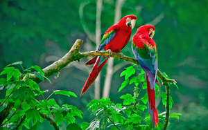 photo-of-two-red-parrots-sitting-on-branch-of-tree-hd-birds-wallp
