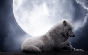 photo-wolf-full-moon-wallpaper