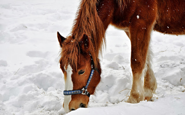bild-von-einem-pferd-im-schnee-hd-winter-hintergrundbilder