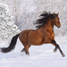 hintergrundbilder-mit-pferd-im-schnee-hd-winter-wallpaper