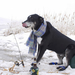 lustige-hintergrund-angeln-mit-hund-im-winter-bilder
