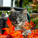 foto-einer-katze-zwischen-der-orange-roten-herbstblatter-hd-herbs