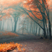 foto-von-herbst-im-wald-mit-baumen-mit-herbstlaub-hd-herbst-hinte