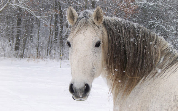 winter-foto-mit-einem-pferd-im-schnee-hd-winter-hintergrund