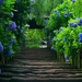 desktop-wallpaper-with-stairs-and-blue-hortentia-flowers