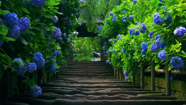 desktop-wallpaper-with-stairs-and-blue-hortentia-flowers