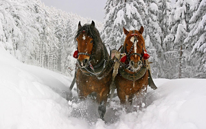 schÃ¶nen-hintergrund-mit-pferde-im-schnee