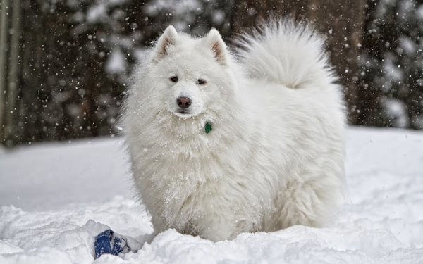 winter-hintergrund-mit-hund-im-schnee