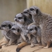 meerkats-2169908_960_720