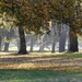 the-trees-in-the-fall-2052252_960_720