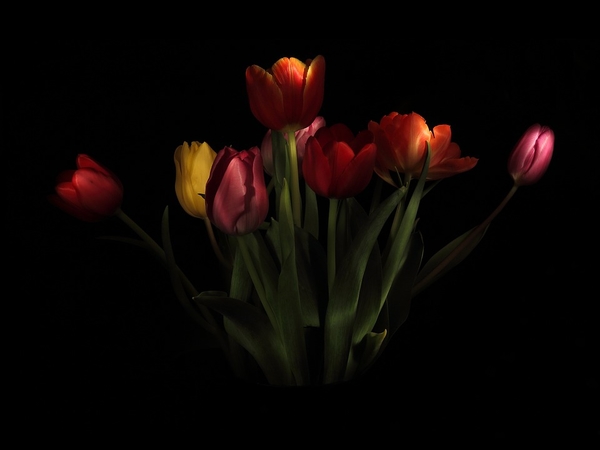tulips-2174527_960_720