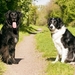 dogs-2286770_960_720