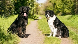 dogs-2286770_960_720