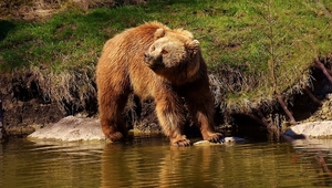 european-brown-bear-2185337_960_720