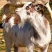 goat-2190009_960_720