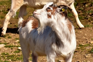 goat-2190009_960_720