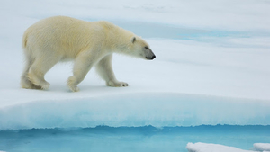 big-polar-bear-walking-on-ice-hd-animal-wallpaper-polar-bears