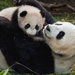cute-photo-of-a-mama-panda-bear-with-his-baby-hd-animals-wallpape
