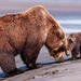 hd-animal-wallpaper-of-mother-bear-and-his-son