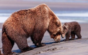 hd-animal-wallpaper-of-mother-bear-and-his-son
