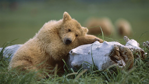 hd-bears-wallpaper-with-a-bear-and-a-tree-trunk-hd-bears-backgrou