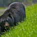 hd-bear-wallpaper-with-a-black-bear-in-the-high-grass-hd-bear-bac