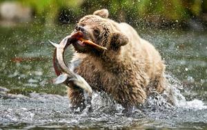 photo-bear-catching-big-salmon-fish-in-shallow-river-hd-bears-wal