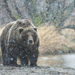 photo-bear-winter-snow-kamchatka-hd-bears-wallpapers