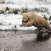 photo-of-a-bear-trying-to-catch-fish-out-of-a-river-hd-bears-back