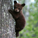 photo-of-a-brown-bear-climbing-in-a-tree-hd-bears-backgrounds