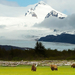 photo-of-three-grizzly-brears-on-a-grass-field-in-alaska-with-mou