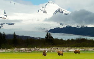 photo-of-three-grizzly-brears-on-a-grass-field-in-alaska-with-mou
