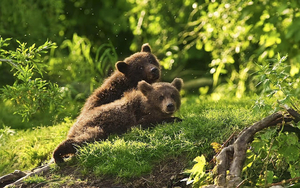 photo-of-two-young-brown-bear-cubs-hd-bears-wallpaper