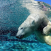 polar-bear-diving-underwater-hd-animal-wallpaper