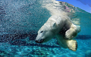 polar-bear-diving-underwater-hd-animal-wallpaper