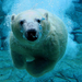 polar-bear-swimming-underwater-hd-animal-wallpaper-polar-bears
