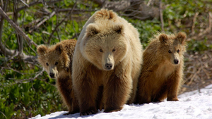three-brown-bears-in-the-snow-hd-bear-wallpaper-animal