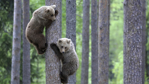 two-brown-bears-climbing-in-a-tree-hd-animal-wallpaper-brown-bear