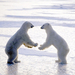 two-polar-bears-standing-on-the-ice-hd-animal-wallpaper-polar-bea