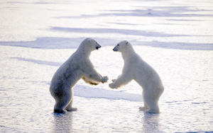 two-polar-bears-standing-on-the-ice-hd-animal-wallpaper-polar-bea