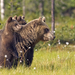 wallpaper-of-a-bear-with-his-cubs-hd-animals-wallpapers