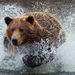 wallpaper-of-a-brown-bear-running-through-water-hd-bears-wallpape